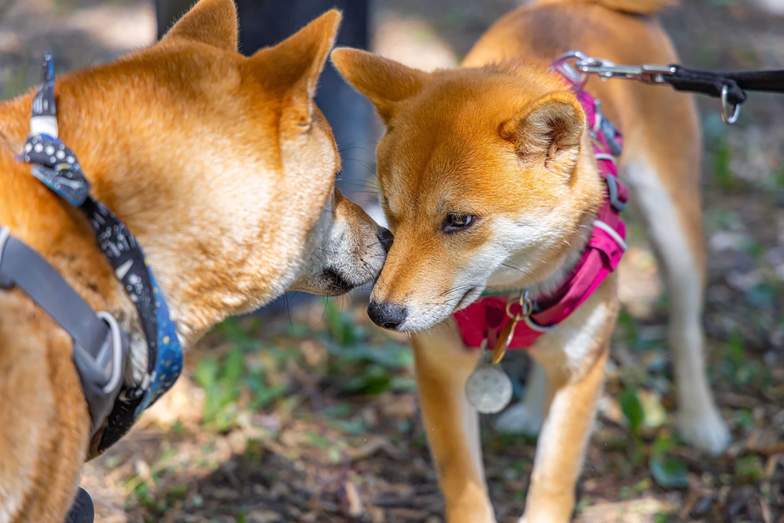 Quality Engraved Dog Tags: The Perfect Blend of Durability and Style